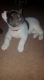 Akita Puppies for sale in I-35, Austin, TX, USA. price: NA