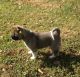 Akita Puppies for sale in Coshocton, OH 43812, USA. price: NA