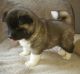 Akita Puppies for sale in Dallas, TX, USA. price: $400