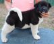 Akita Puppies for sale in Jersey City, NJ 07306, USA. price: $600