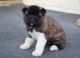Akita Puppies for sale in Alexandria, OH 43001, USA. price: NA
