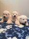 Akita Puppies for sale in Dallas, TX, USA. price: $300