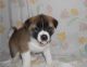 Akita Puppies for sale in Miami, FL 33101, USA. price: NA