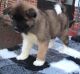 Akita Puppies for sale in Los Andes St, Lake Forest, CA 92630, USA. price: NA