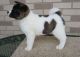 Akita Puppies for sale in Idaho Falls, ID 83402, USA. price: NA