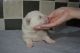 Akita Puppies for sale in Alaska St, Staten Island, NY 10310, USA. price: NA