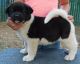 Akita Puppies for sale in Harpersville, AL, USA. price: NA
