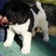 Akita Puppies for sale in Ashfield, MA, USA. price: $500