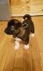 Akita Puppies for sale in Seattle, WA, USA. price: $400