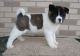 Akita Puppies for sale in Alabaster, AL, USA. price: $500