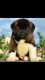 Akita Puppies for sale in Michigan Ave, Inkster, MI 48141, USA. price: NA