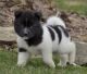 Akita Puppies for sale in Cincinnati, OH, USA. price: NA