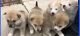 Akita Puppies for sale in Tehachapi, CA 93561, USA. price: $200