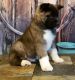 Akita Puppies for sale in Houston, TX, USA. price: $400