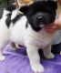 Akita Puppies for sale in Bristol, ME, USA. price: NA