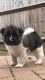 Akita Puppies for sale in Panacea, FL 32346, USA. price: NA