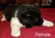 Akita Puppies for sale in Townsend, MT 59644, USA. price: NA