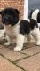 Akita Puppies for sale in Pottstown, PA 19464, USA. price: NA