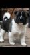 Akita Puppies for sale in Pottstown, PA 19464, USA. price: NA