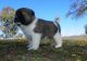 Akita Puppies for sale in Chicago, IL 60638, USA. price: NA