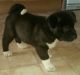 Akita Puppies for sale in Colorado Springs, CO, USA. price: $400