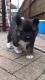 Akita Puppies for sale in Colorado Springs, CO, USA. price: $400