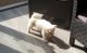 Akita Puppies for sale in Colorado Springs, CO, USA. price: NA