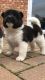 Akita Puppies for sale in Pittsburgh, PA, USA. price: NA
