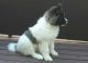 Akita Puppies for sale in Canal Winchester South Rd, Canal Winchester, OH 43110, USA. price: NA