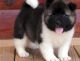 Akita Puppies for sale in Sacramento, CA, USA. price: NA