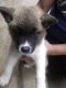 Akita Puppies for sale in Cardington, OH 43315, USA. price: NA