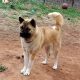 Akita Puppies for sale in Stillwater, OK, USA. price: NA