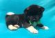Akita Puppies for sale in Nebraska City, NE 68410, USA. price: $500