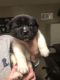 Akita Puppies for sale in Poolville, TX 76487, USA. price: NA