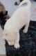 Akita Puppies for sale in Seaman, OH 45679, USA. price: $350