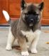 Akita Puppies for sale in Boston, MA 02109, USA. price: $500
