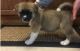 Akita Puppies for sale in Worcester, MA 01653, USA. price: $500