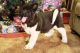 Akita Puppies for sale in Poland, ME 04274, USA. price: NA
