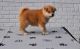 Akita Puppies for sale in Madison, AL, USA. price: $600