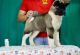 Akita Puppies for sale in Louisville, KY, USA. price: $650