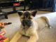 Akita Puppies for sale in Coshocton, OH 43812, USA. price: NA