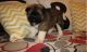 Akita Puppies for sale in Spokane, WA, USA. price: NA