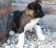 Akita Puppies for sale in Saginaw, MI 48604, USA. price: $500