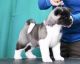 Akita Puppies for sale in Little Rock, AR 72209, USA. price: NA
