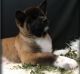 Akita Puppies for sale in Milwaukee, WI, USA. price: $500