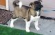 Akita Puppies for sale in Louisville, KY 40221, USA. price: $500
