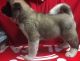 Akita Puppies for sale in Brattleboro, VT 05301, USA. price: NA