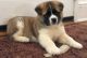 Akita Puppies for sale in North Providence, RI 02908, USA. price: NA