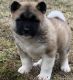 Akita Puppies for sale in Beaumont, TX, USA. price: NA