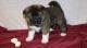 Akita Puppies for sale in Arlington, VA, USA. price: NA